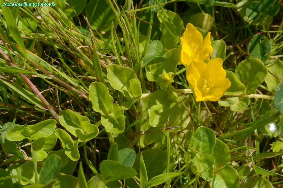 Lysimachia nummularia