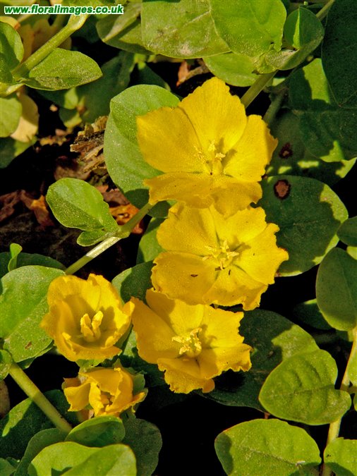 Lysimachia nummularia