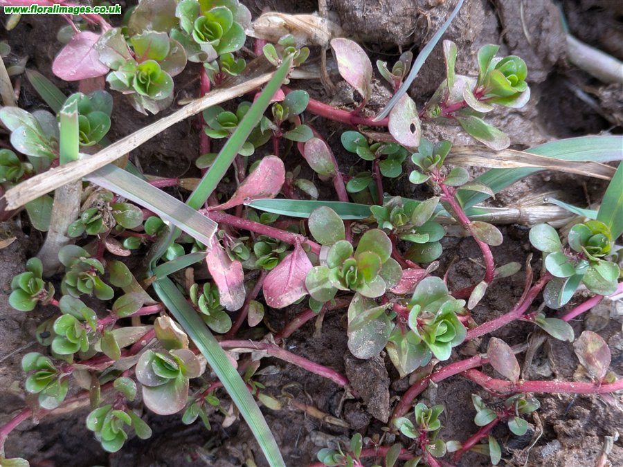 Lythrum portula
