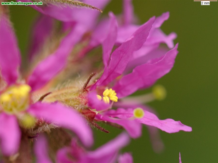 Lythrum salicaria