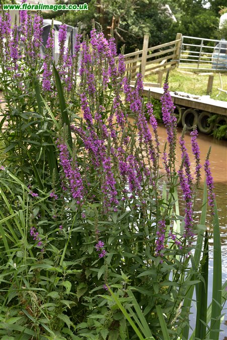 Lythrum salicaria