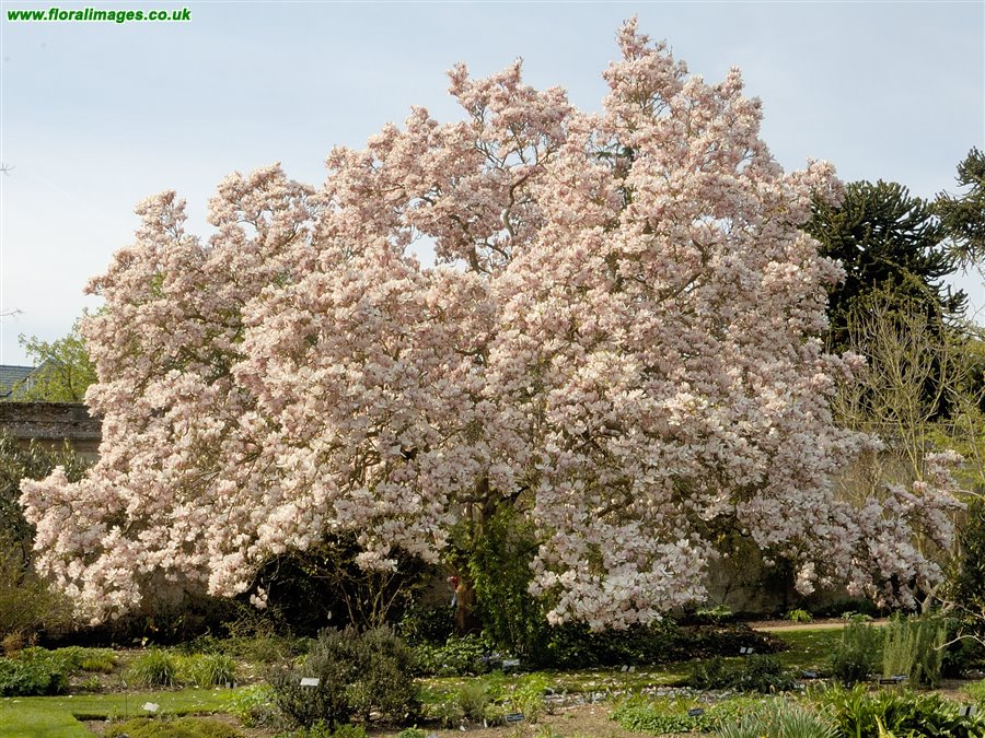 Magnolia x soulangeana