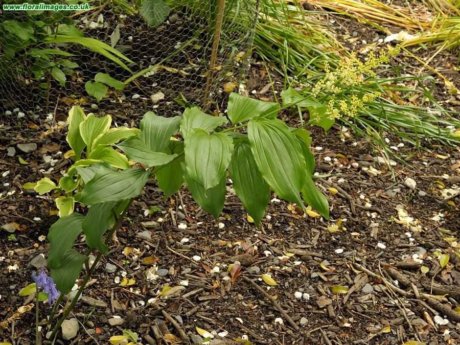 Maianthemum racemosum
