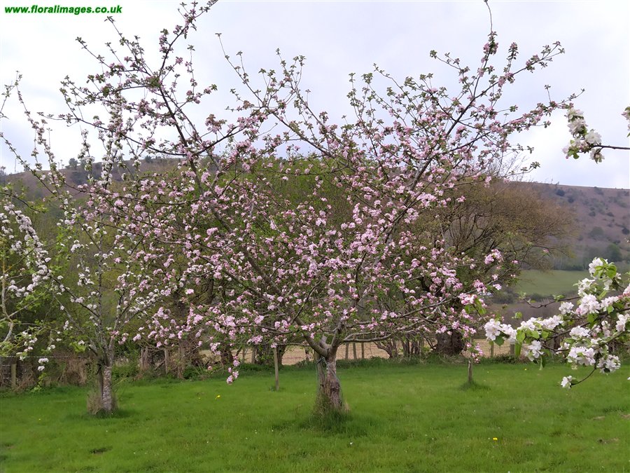 Malus domestica