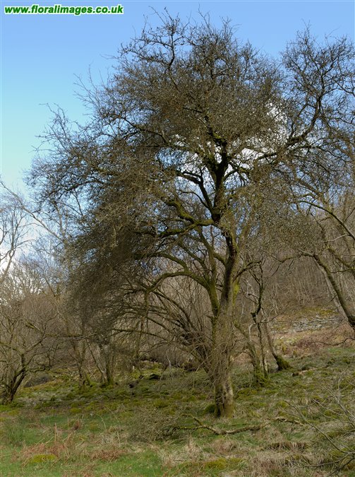 Malus sylvestris