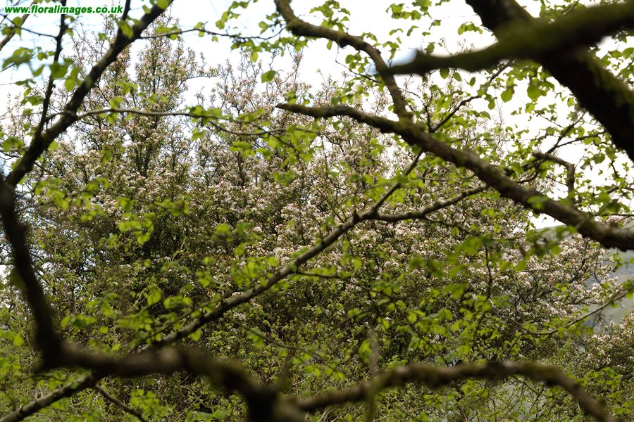 Malus sylvestris