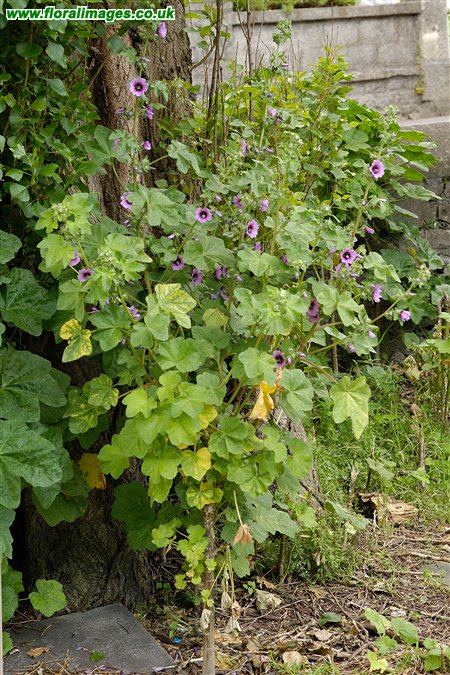 Malva arborea