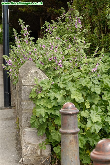 Malva arborea