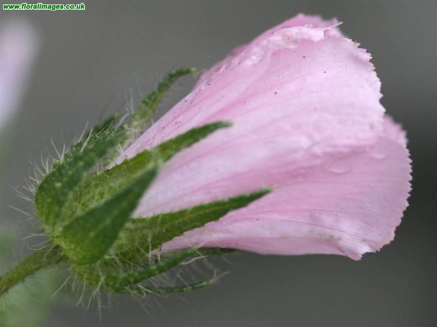 Malva setigera