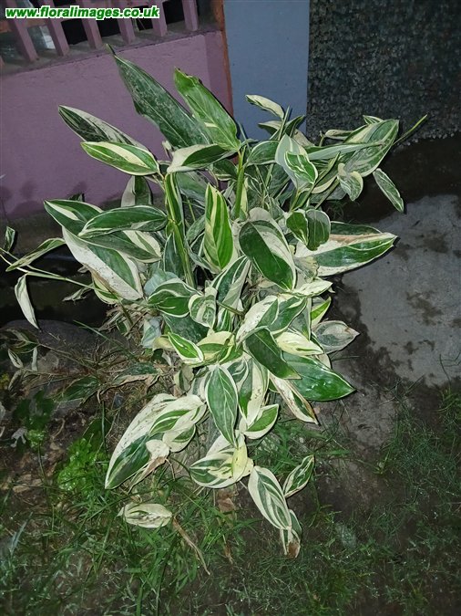 Maranta arundinaceae