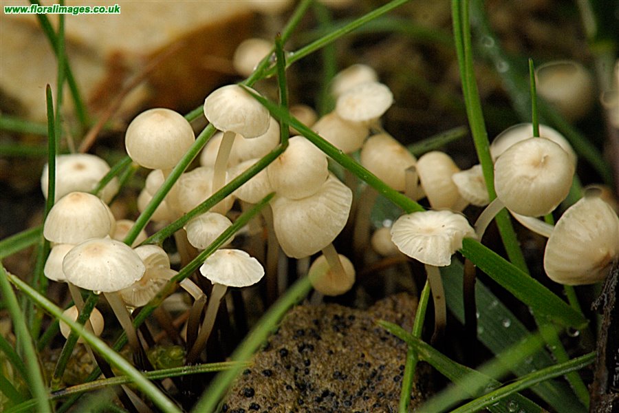 Marasmius epiphyllus