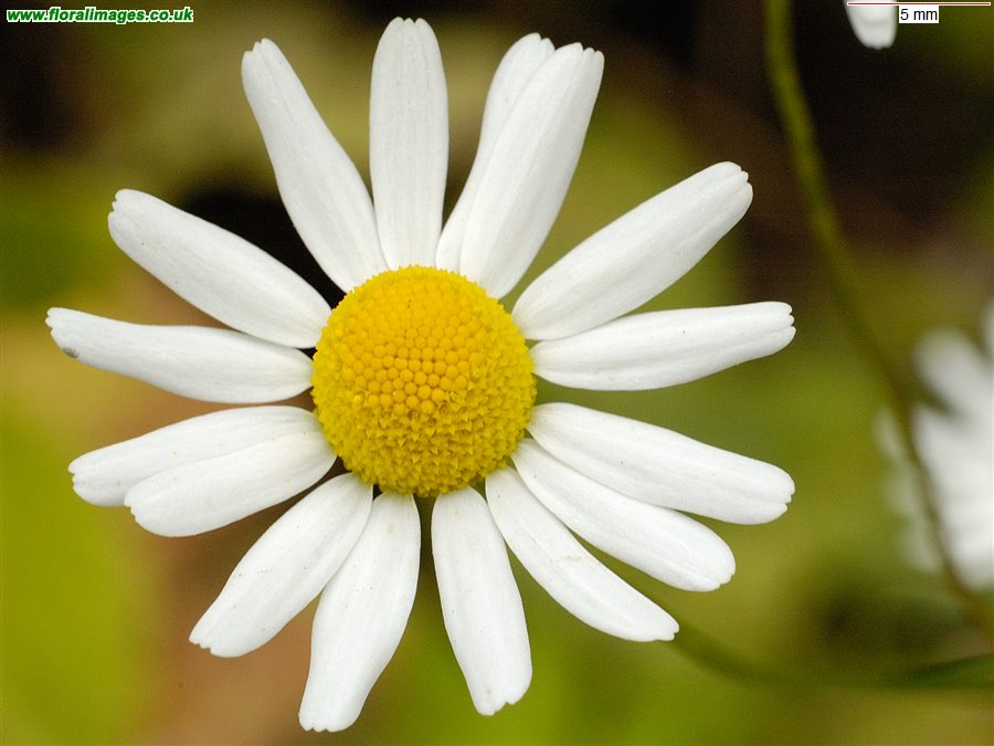 Matricaria chamomilla