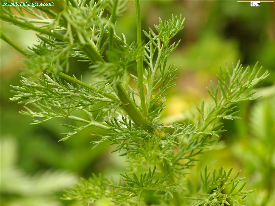 Matricaria discoidea