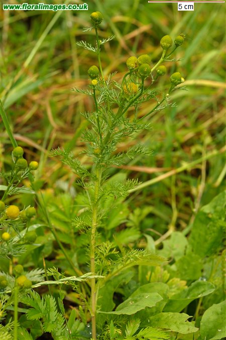 Matricaria discoidea