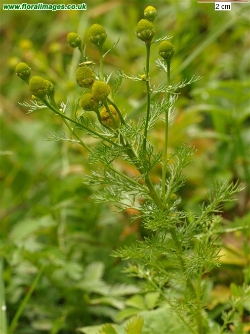 Matricaria discoidea