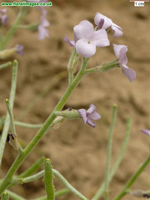 Matthiola sinuata