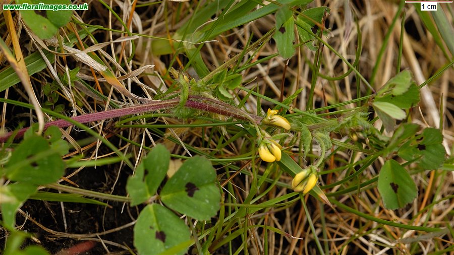 Medicago arabica