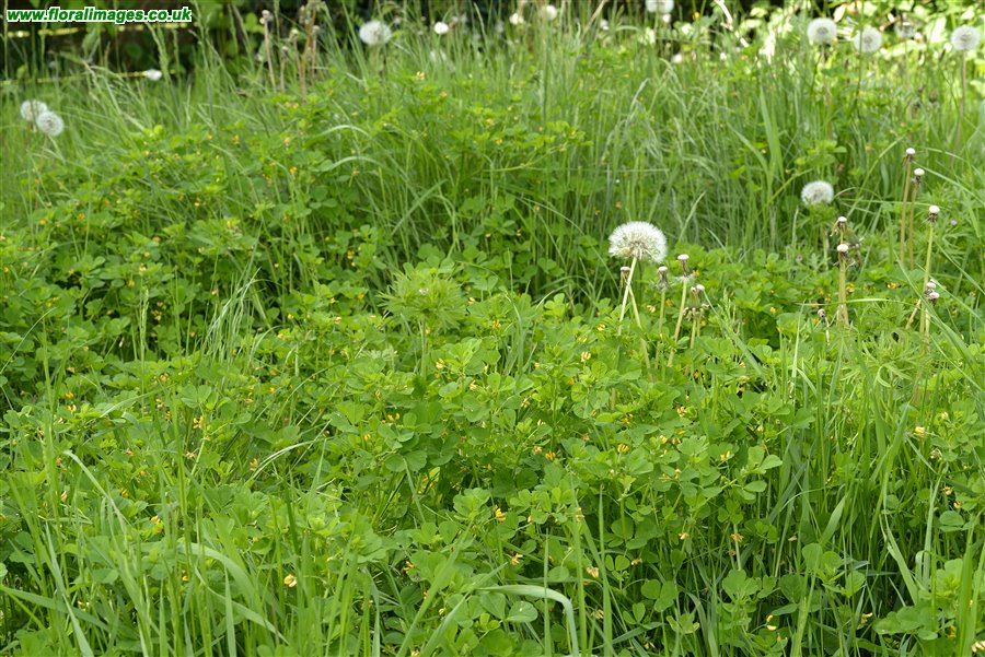 Medicago arabica
