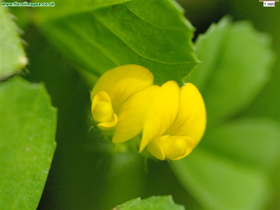 Medicago arabica