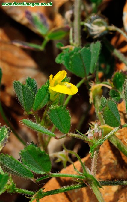 Medicago littoralis