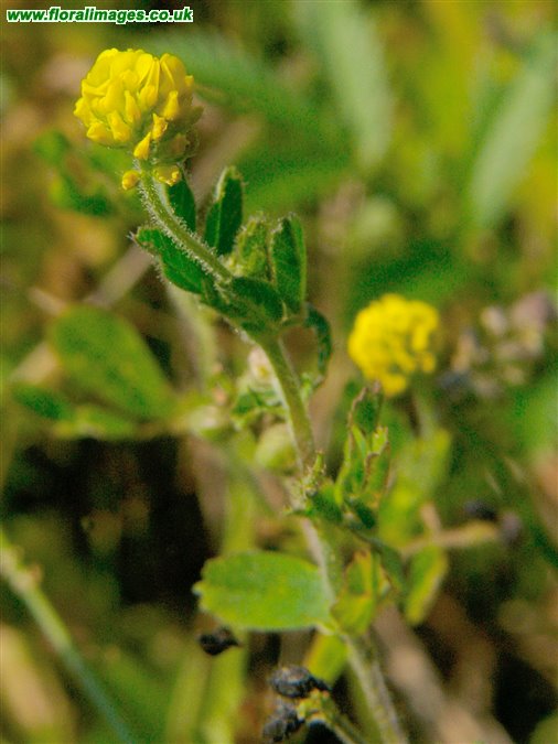 Medicago lupulina