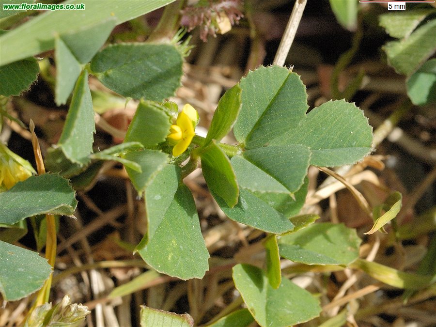 Medicago polymorpha