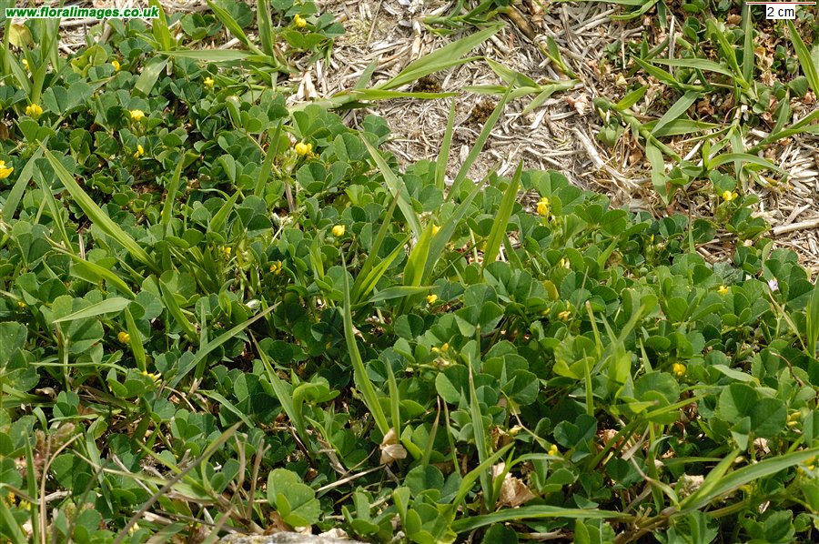 Medicago polymorpha