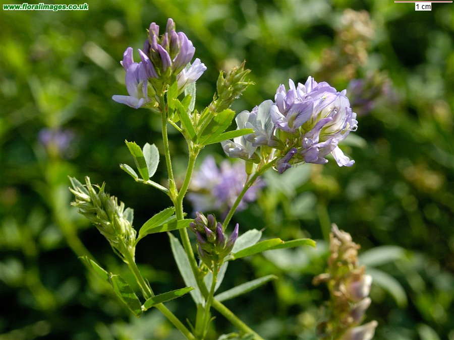 Medicago sativa
