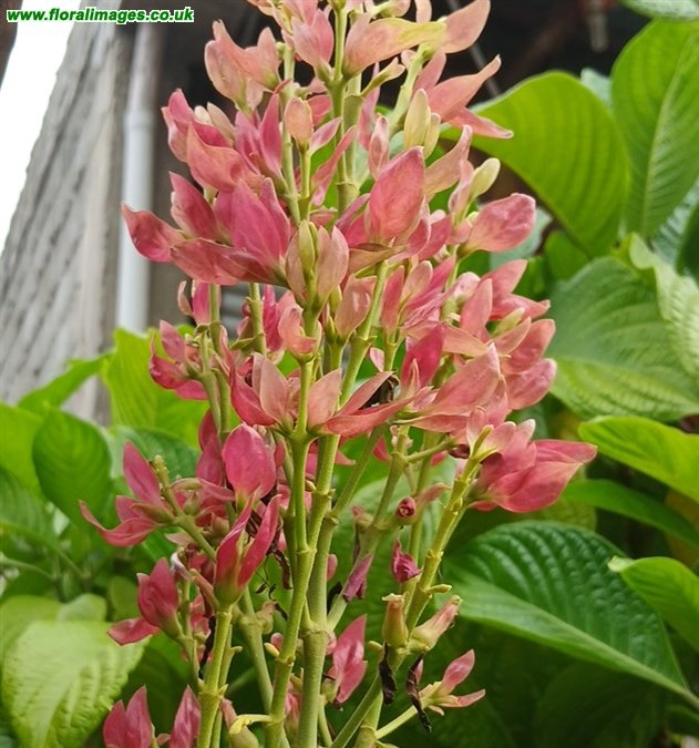 Megaskepasma erythrochlamys