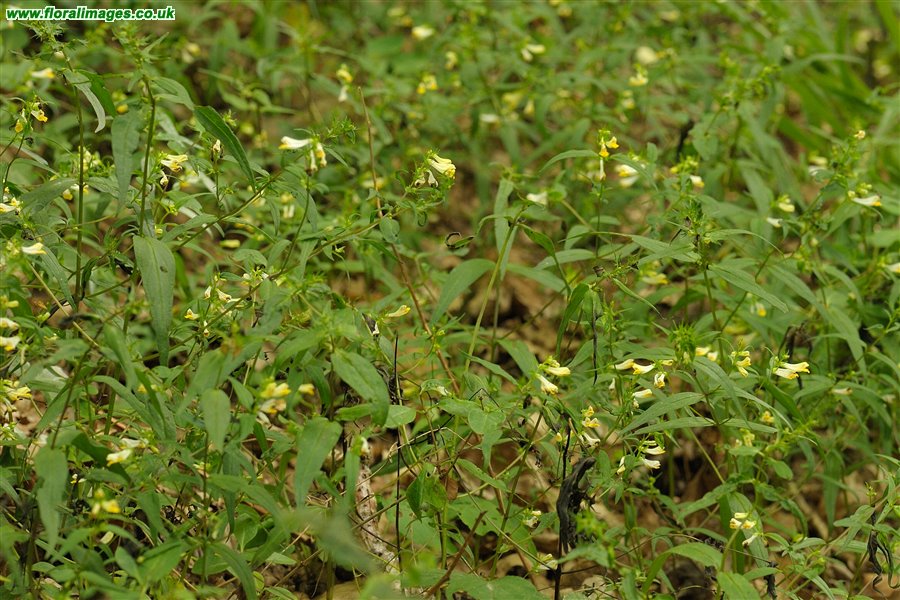 Melampyrum pratense