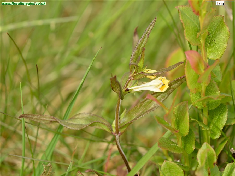 Melampyrum pratense