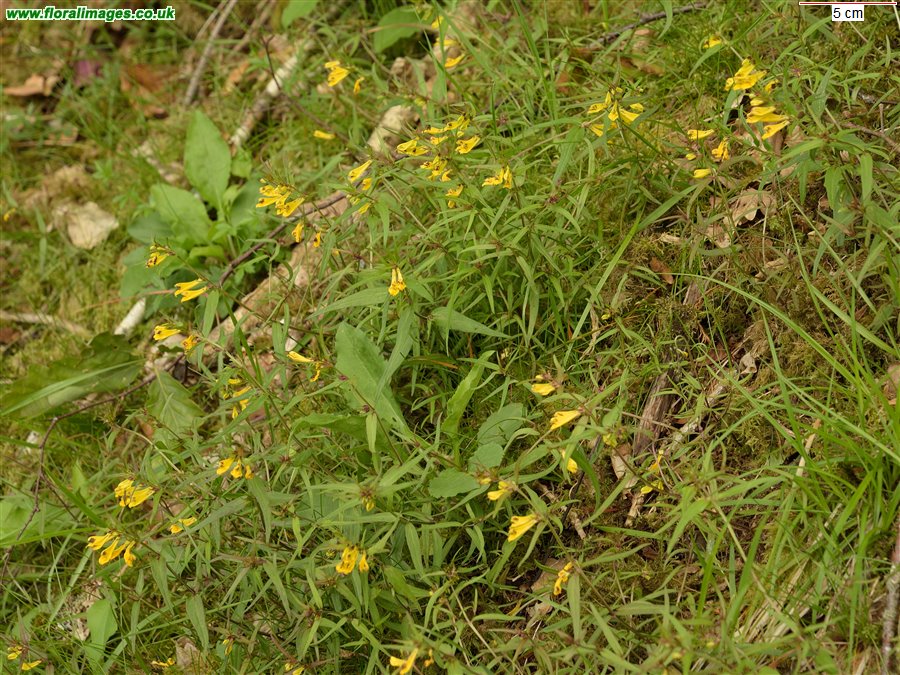 Melampyrum pratense