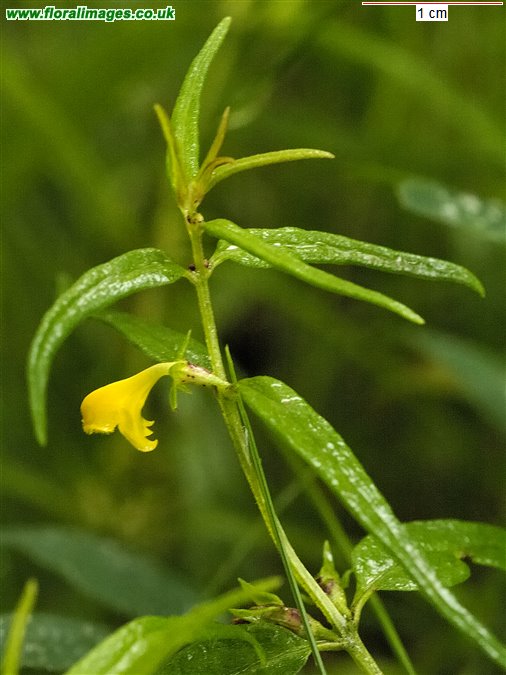 Melampyrum sylvaticum