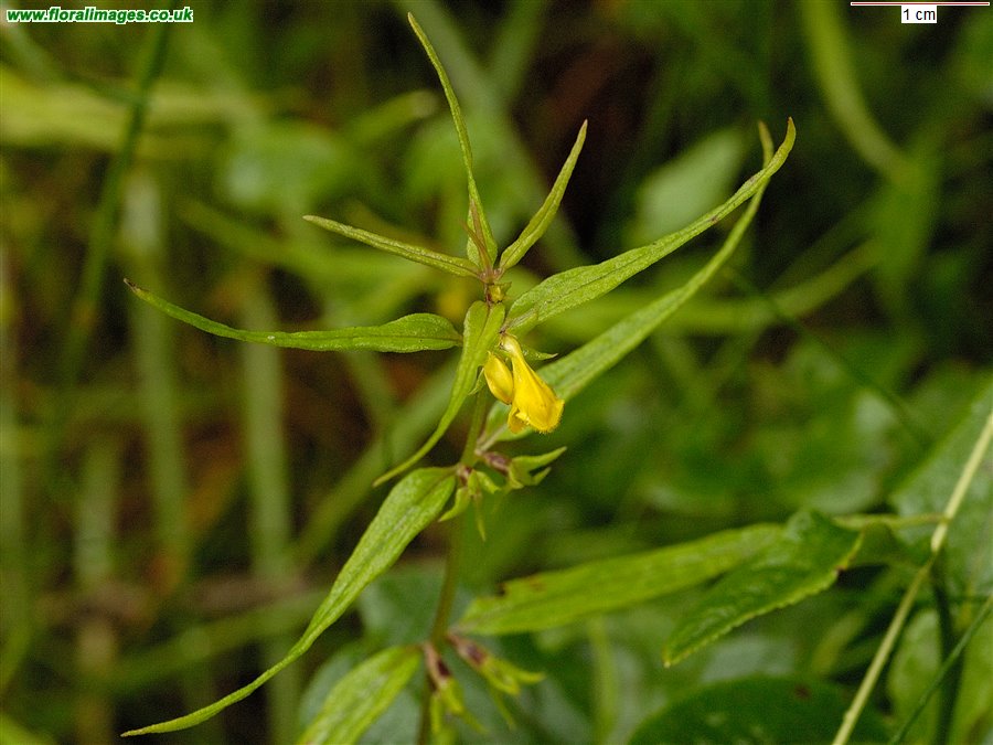 Melampyrum sylvaticum