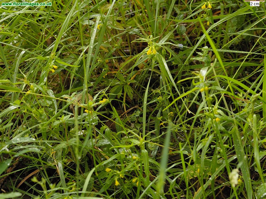 Melampyrum sylvaticum