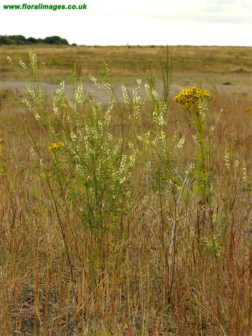 Melilotus albus