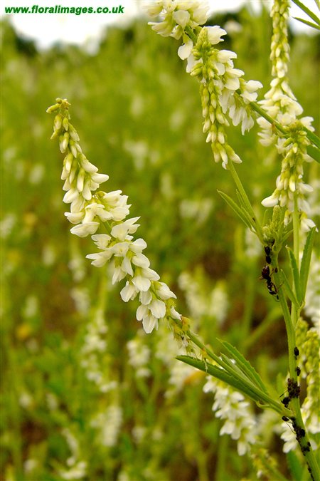 Melilotus albus