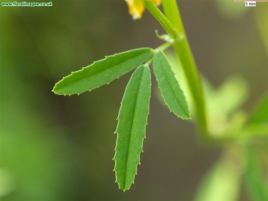 Melilotus altissimus