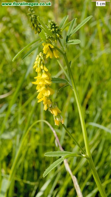 Melilotus altissimus
