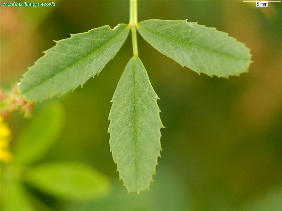 Melilotus indicus