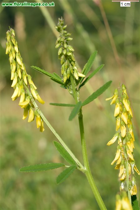 Melilotus officinalis