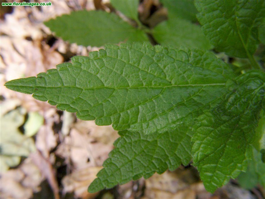 Melittis melissophyllum