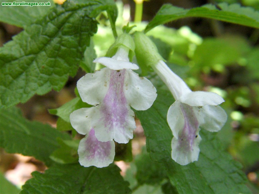 Melittis melissophyllum