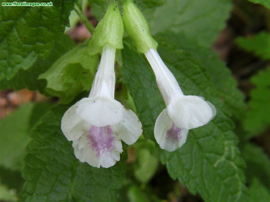 Melittis melissophyllum