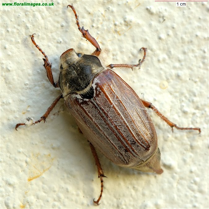 Melolontha melolontha