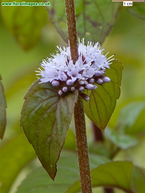 Mentha aquatica