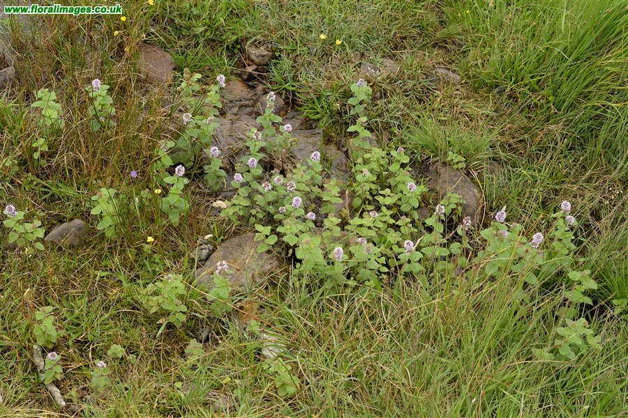Mentha aquatica