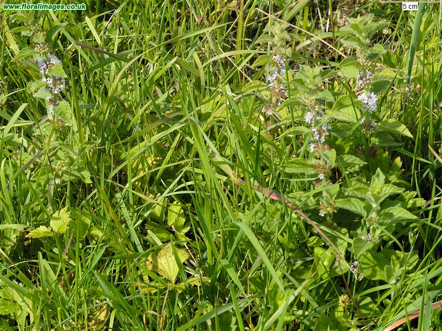 Mentha arvensis