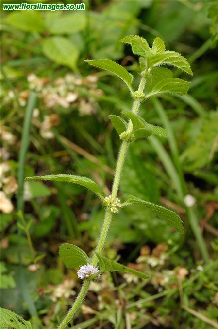 Mentha arvensis