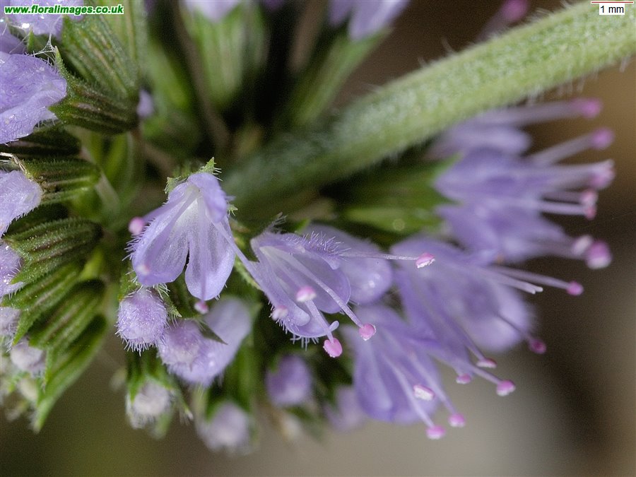 Mentha pulegium